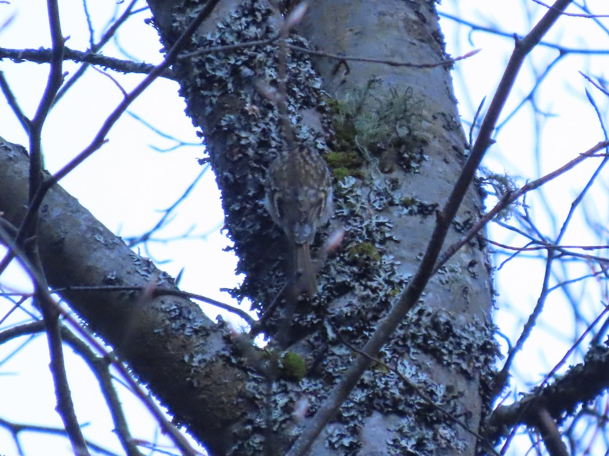 タンシキバシリ - ML647344949