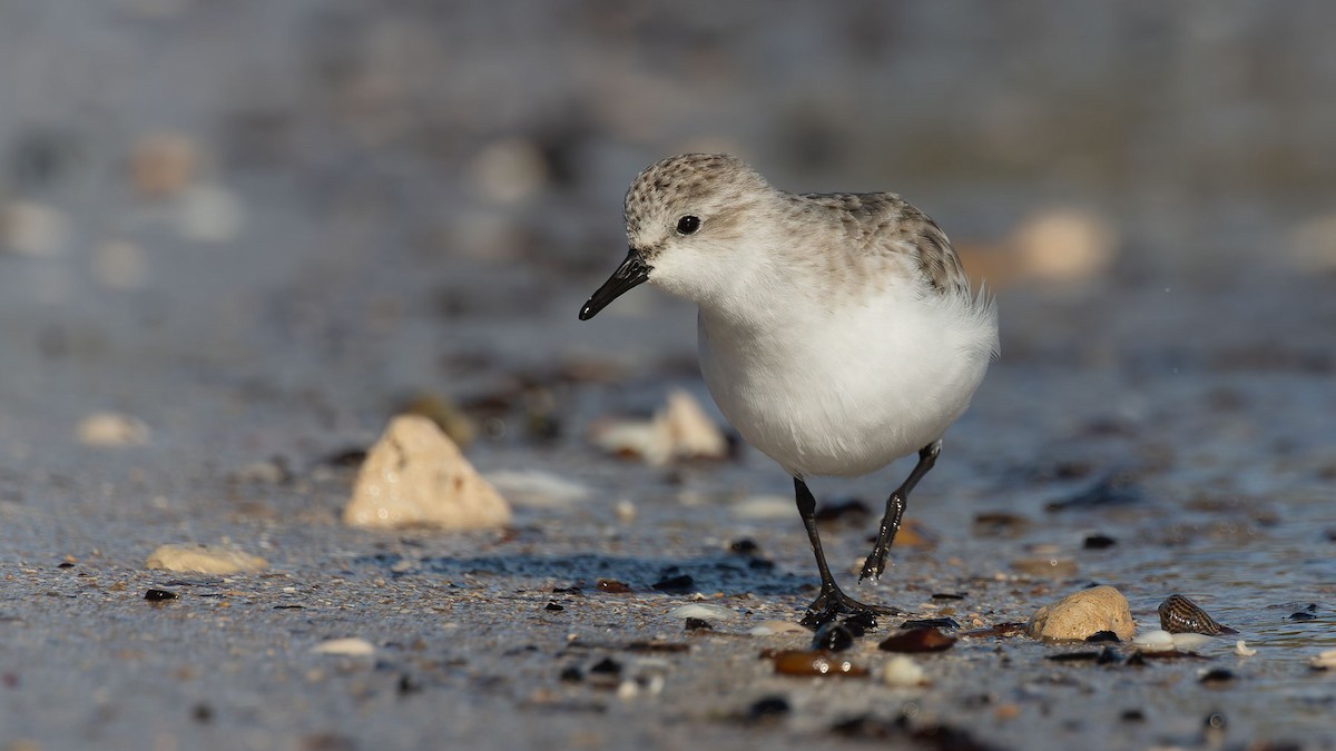 トウネン - ML647344950