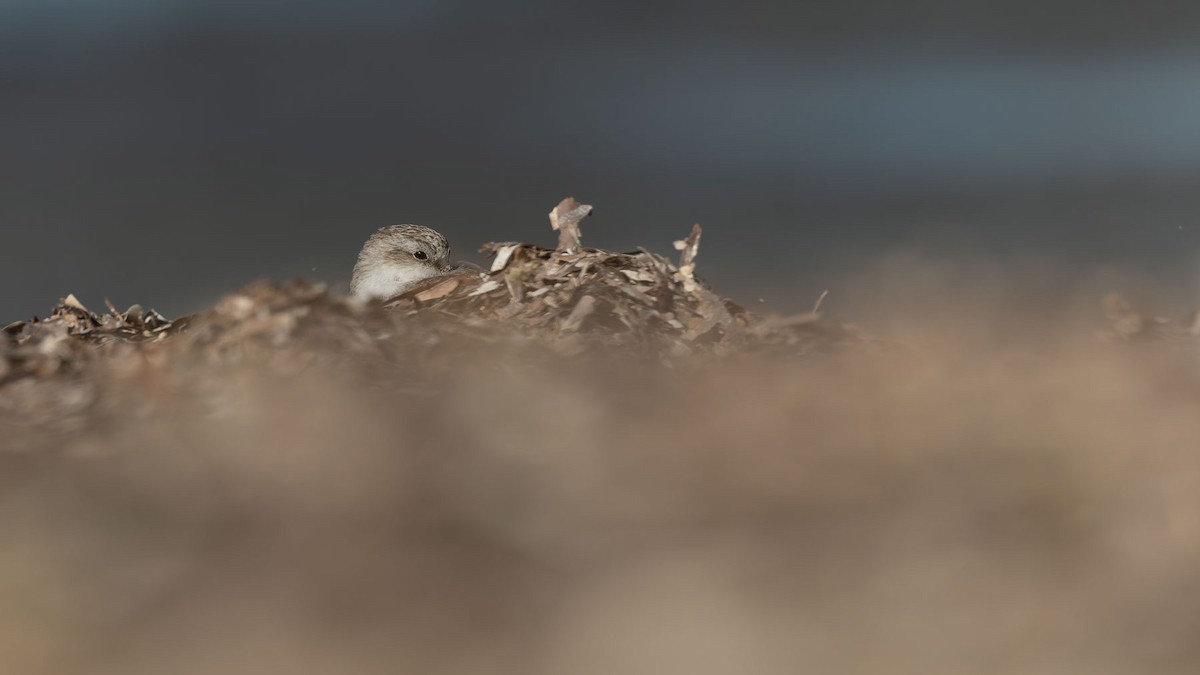 トウネン - ML647344951