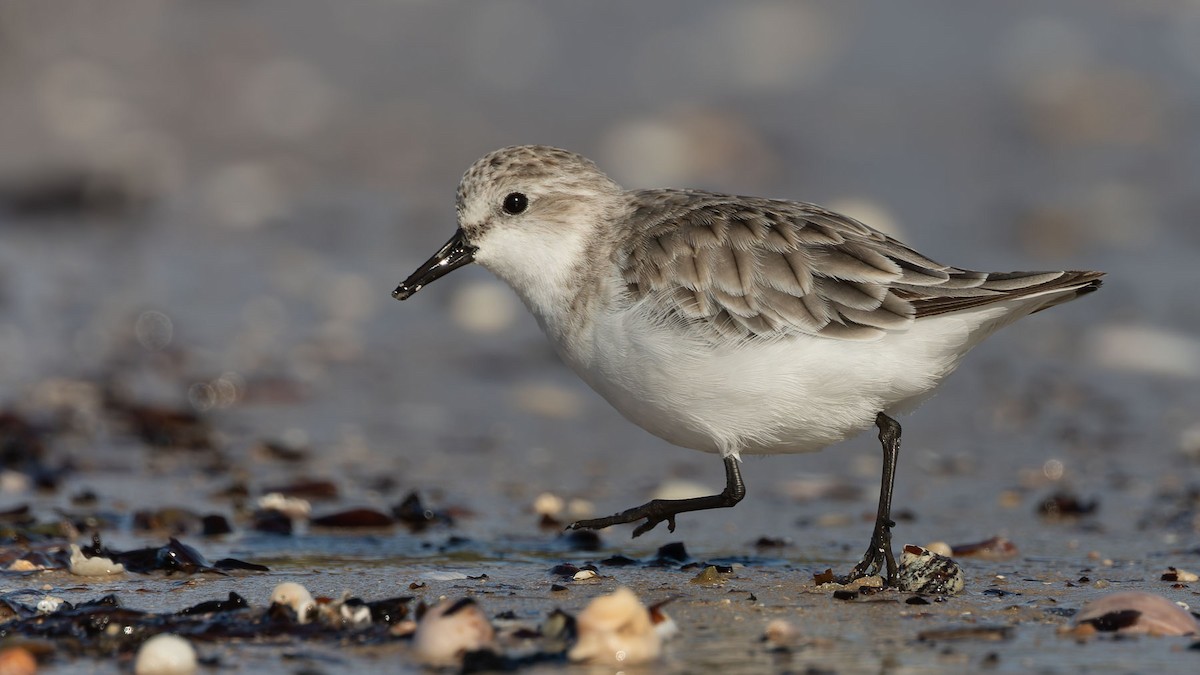 トウネン - ML647344952