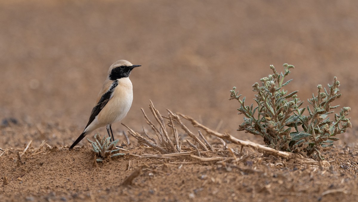 サバクヒタキ - ML647344953