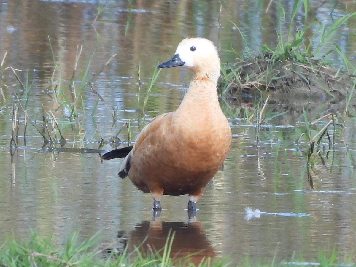 アカツクシガモ - ML647344954