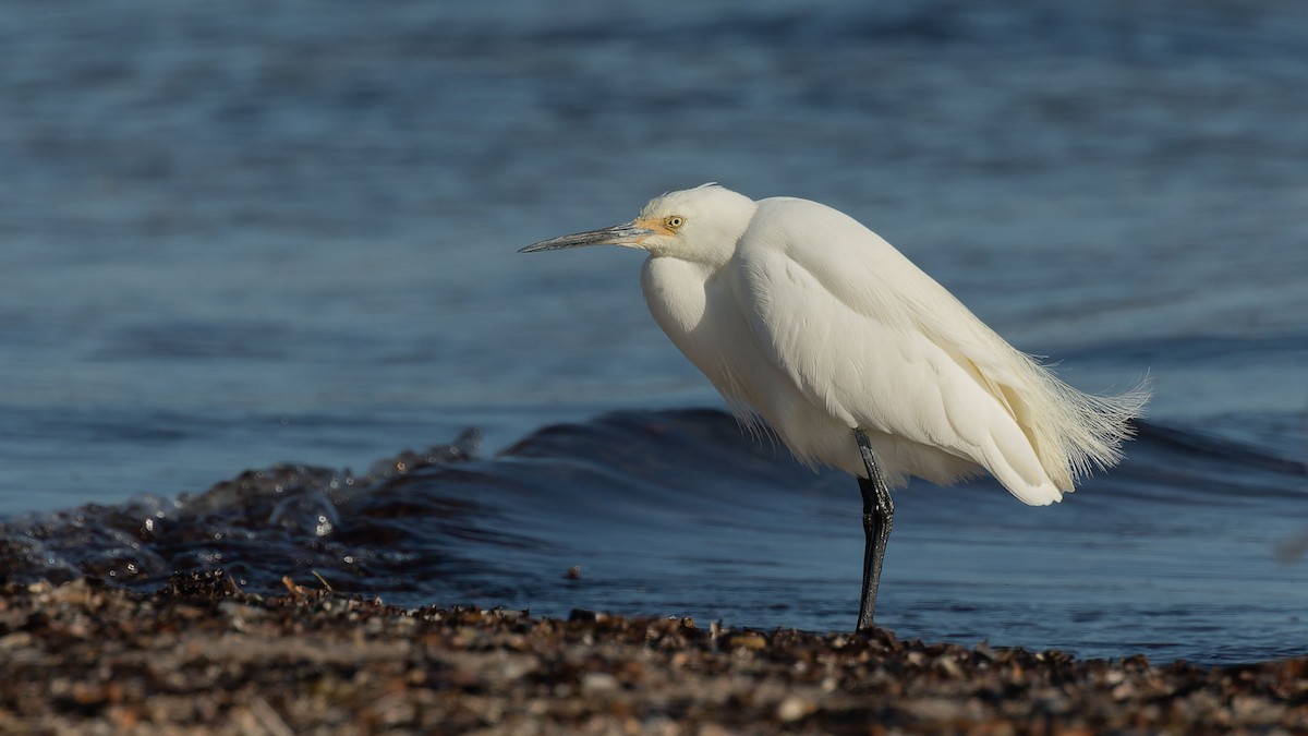 コサギ - ML647344955