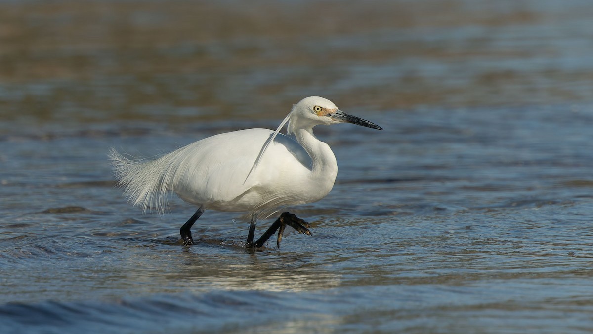 コサギ - ML647344956