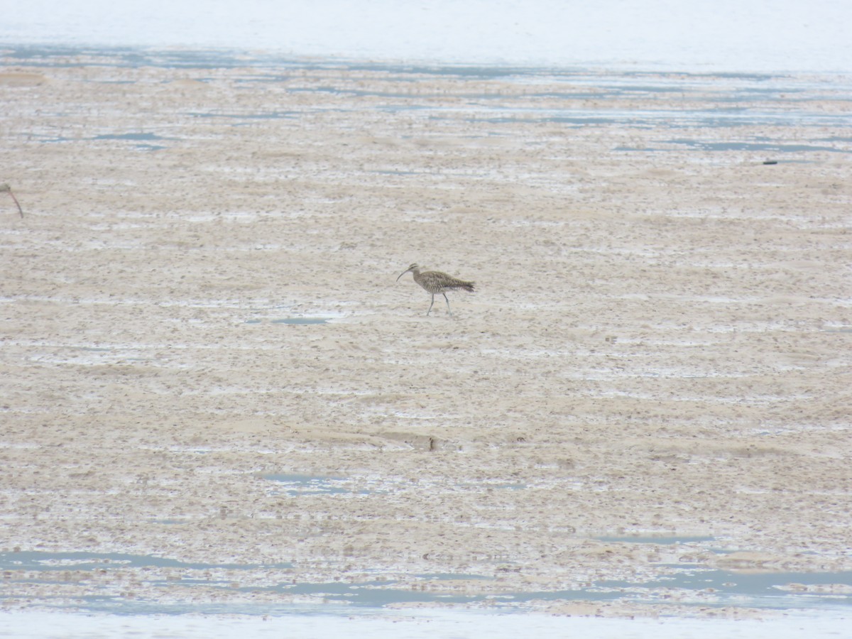 チュウシャクシギ - ML647344957