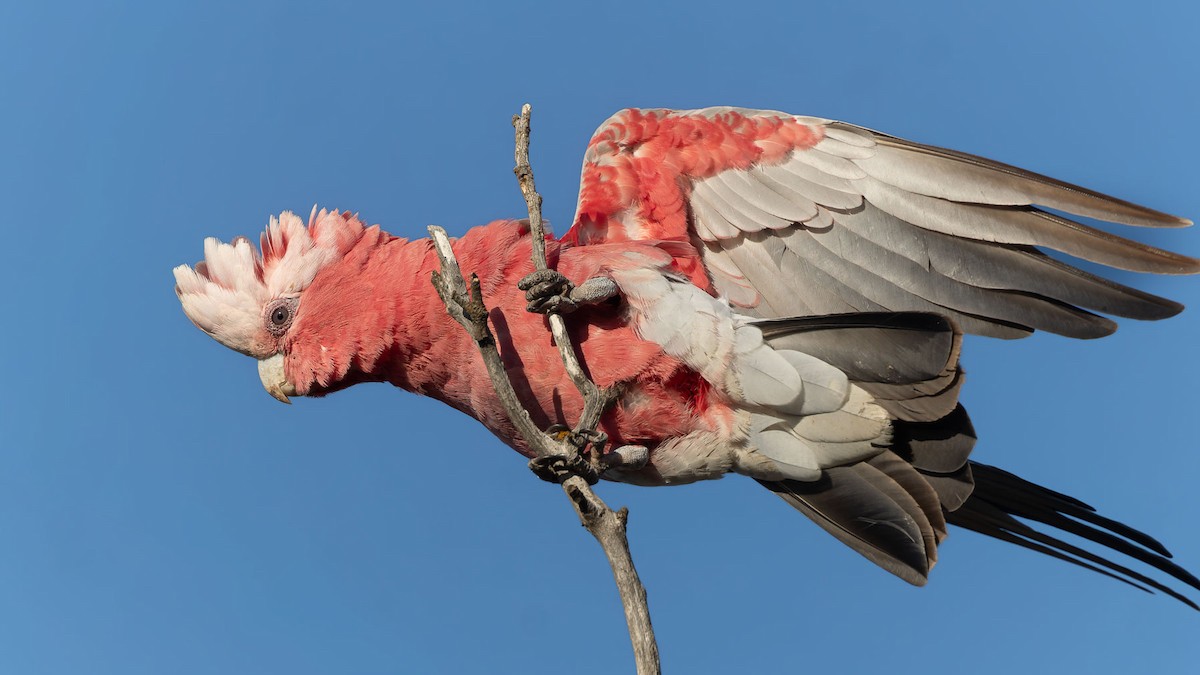 モモイロインコ - ML647344959