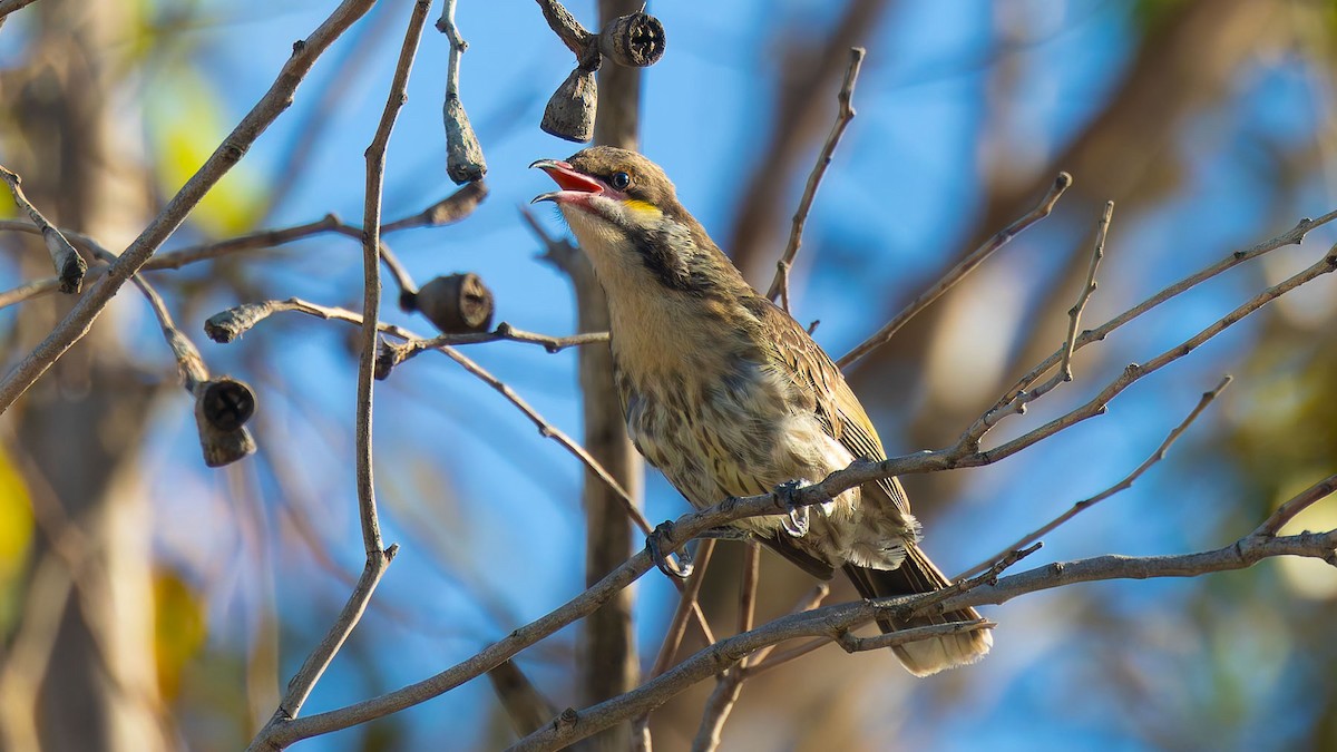 ケミミミツスイ - ML647344961