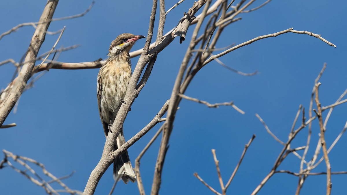 ケミミミツスイ - ML647344962