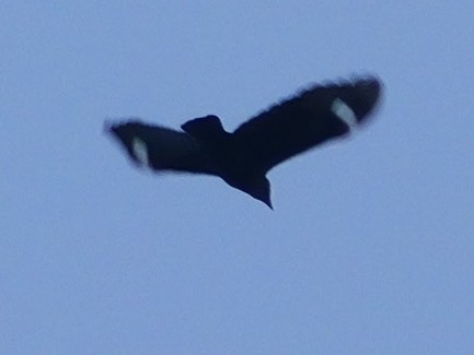 セイロンキュウカンチョウ - ML647344964