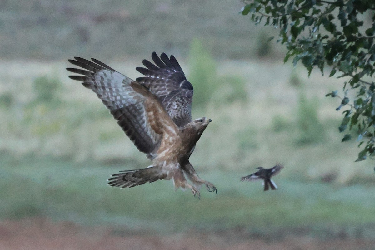 European Honey-buzzard - ML647345001