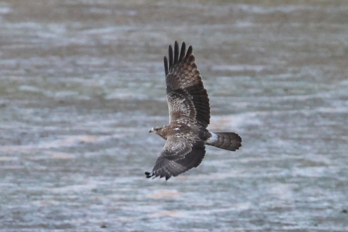 European Honey-buzzard - ML647345002