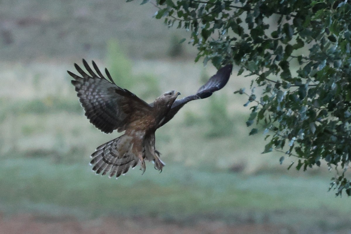European Honey-buzzard - ML647345003