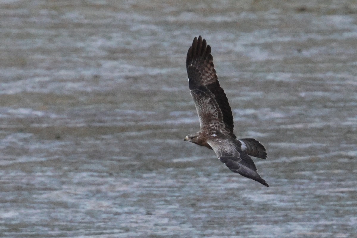 European Honey-buzzard - ML647345004