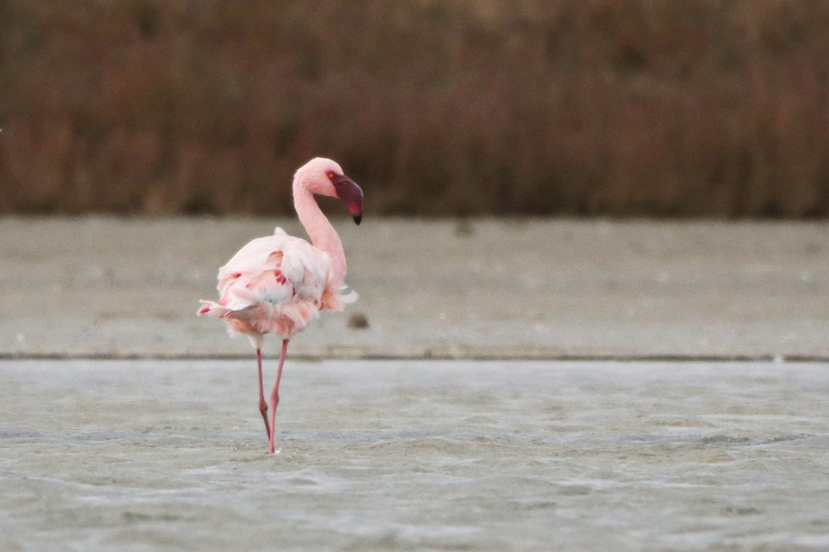 Zwergflamingo - ML647345065