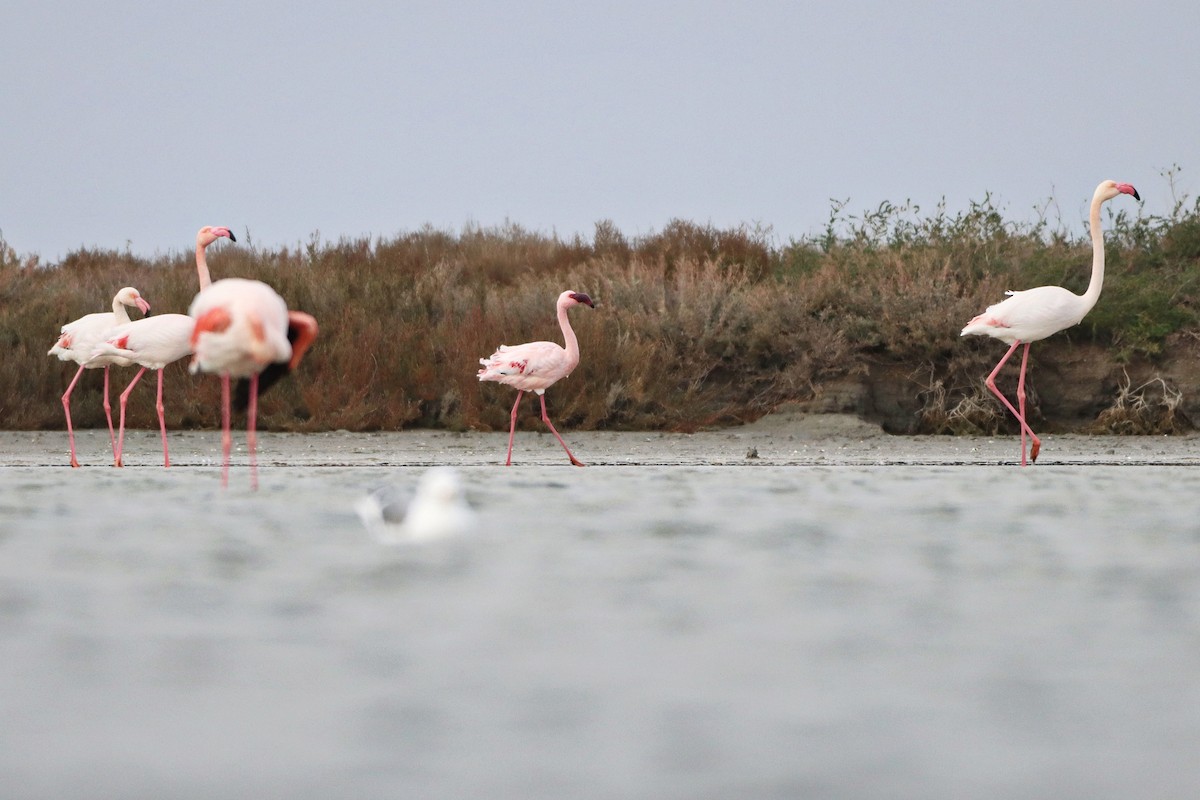 Zwergflamingo - ML647345066