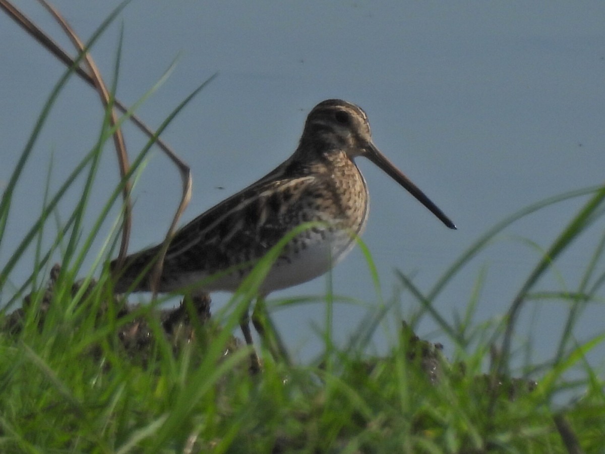 Agachadiza Común - ML647345067