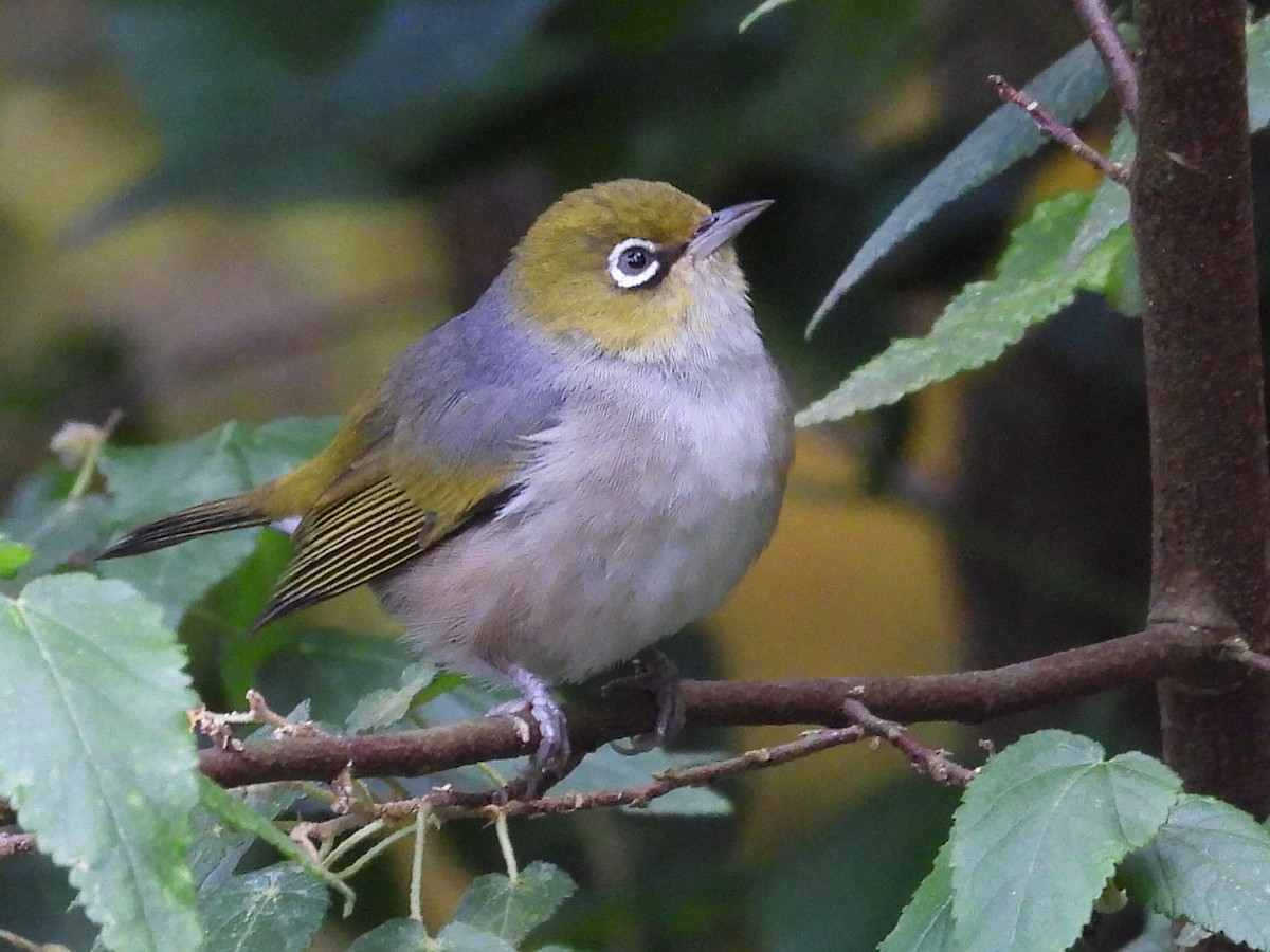 Silvereye - ML647345076