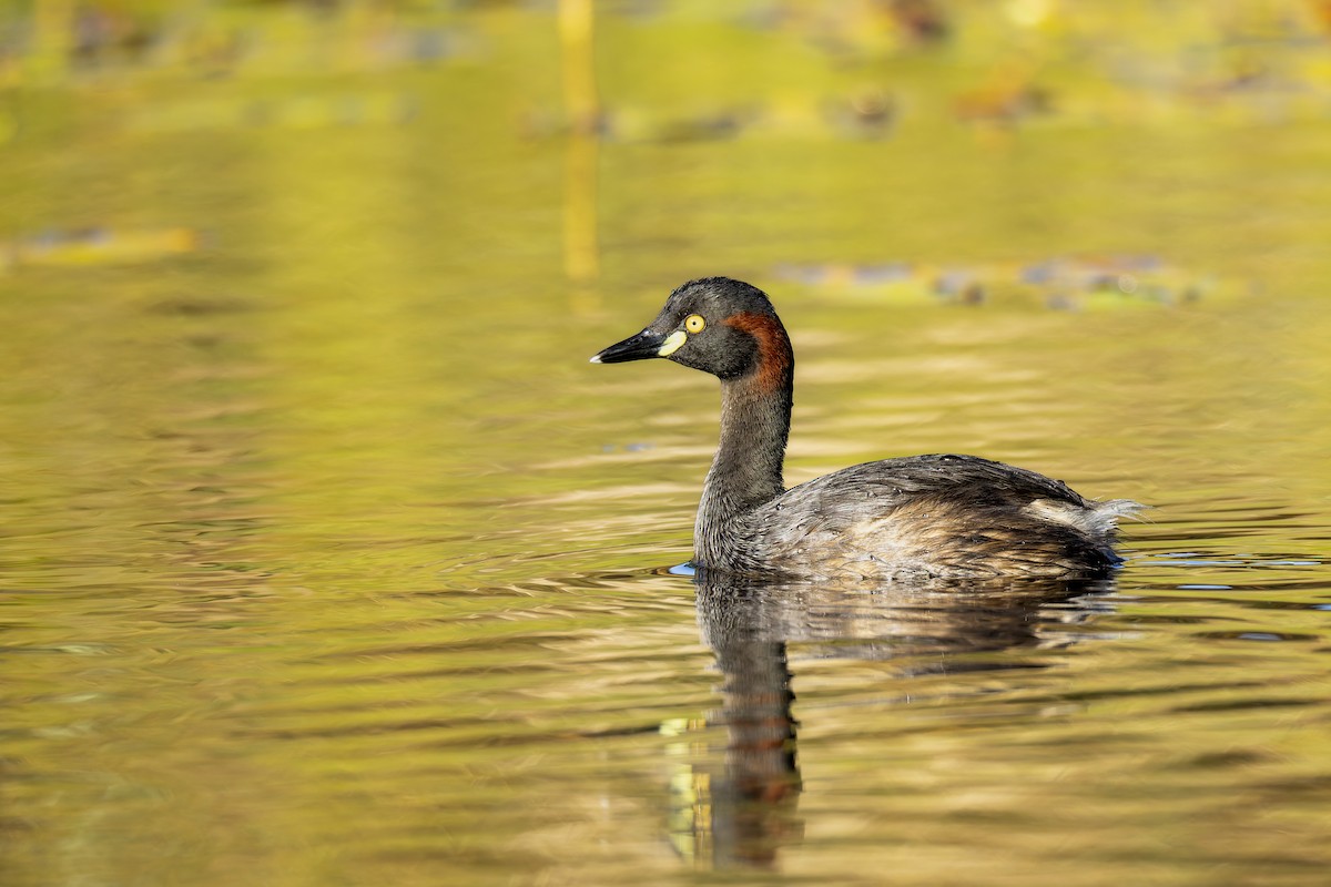 Australasian Grebe - ML647345083