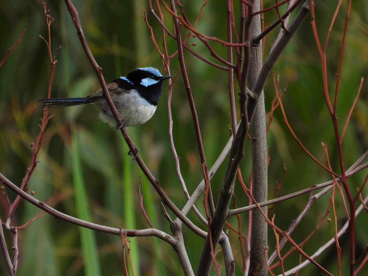 Superb Fairywren - ML647345085