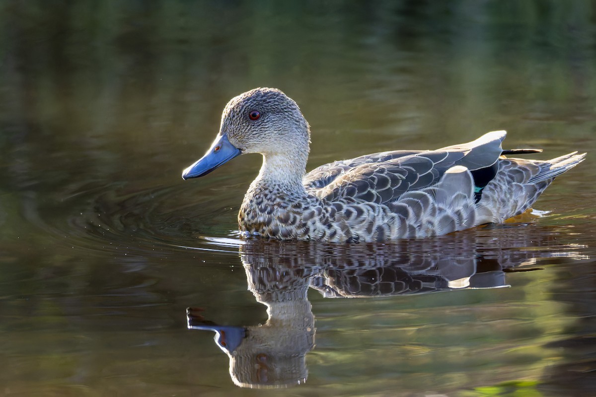 Sarcelle australasienne - ML647345098