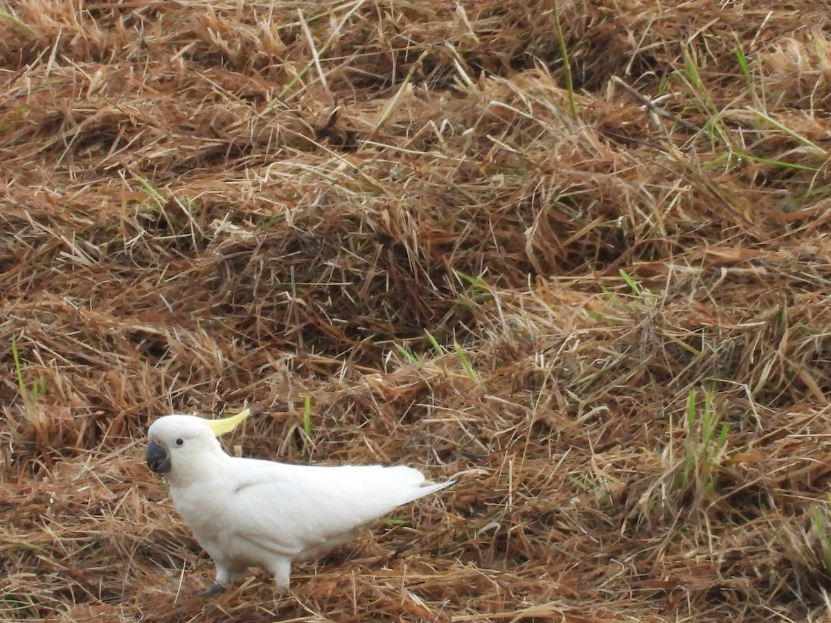 Sulphur-crested Cockatoo - ML647345099