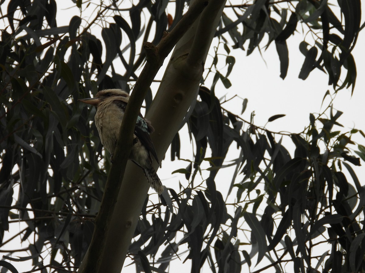 Laughing Kookaburra - ML647345105