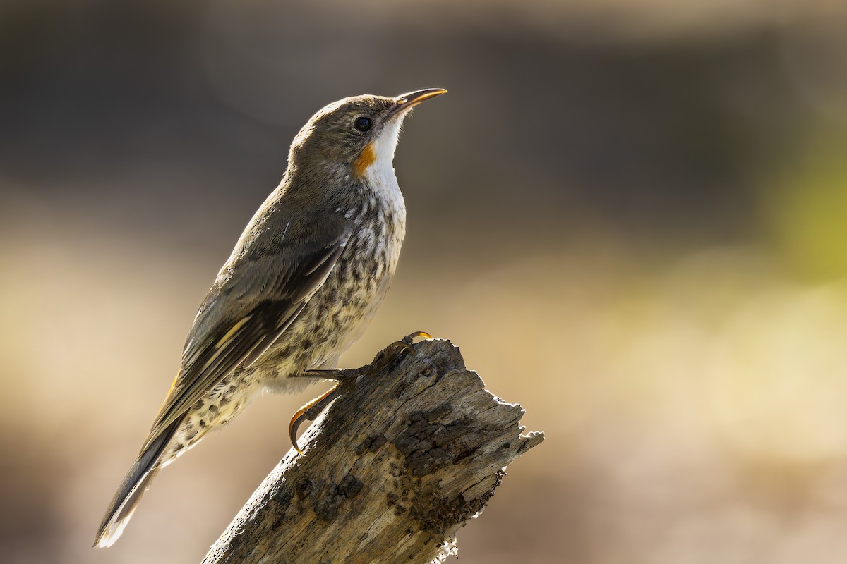 hvitstrupebarkkryper - ML647345110