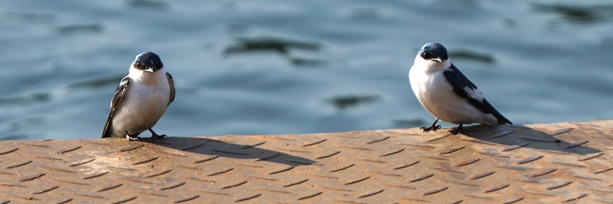 hvitbremsvale - ML647345111