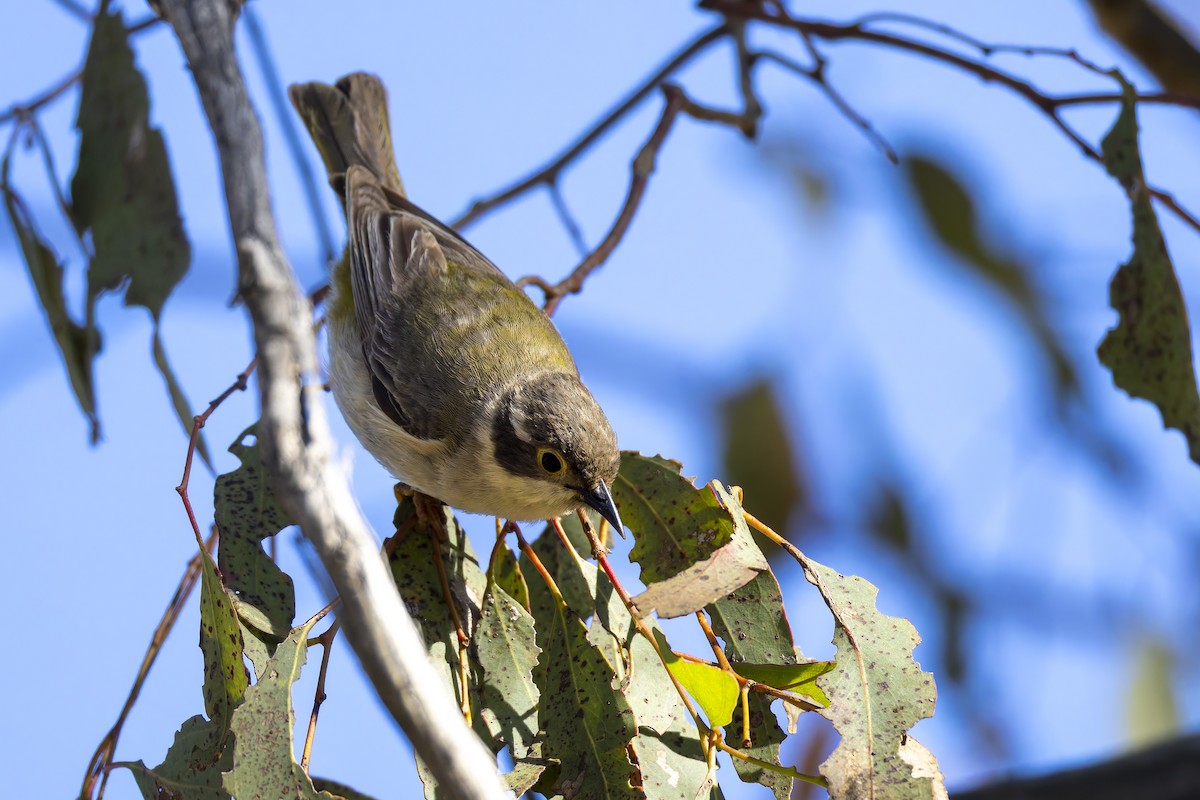 brunhodehonningeter - ML647345116