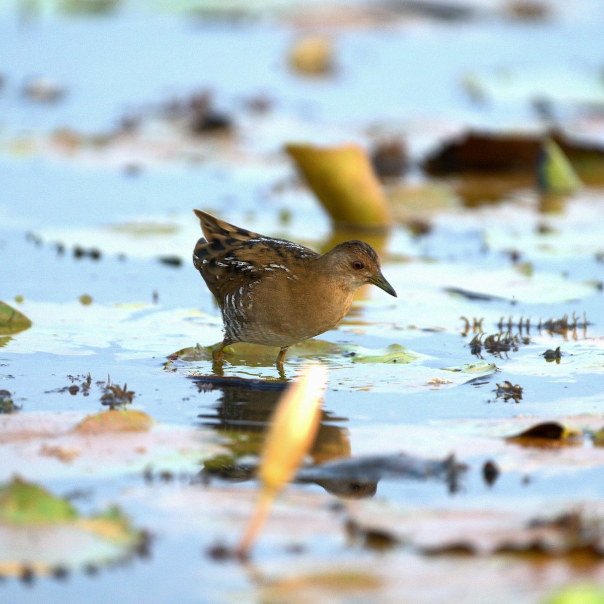 dvergrikse - ML647345117