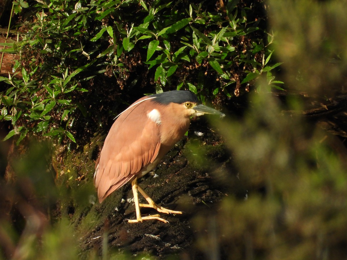 nankinghegre - ML647345119