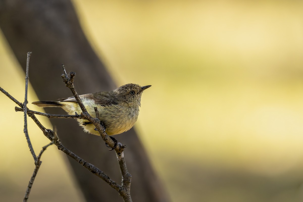 okergumptornsmett - ML647345120