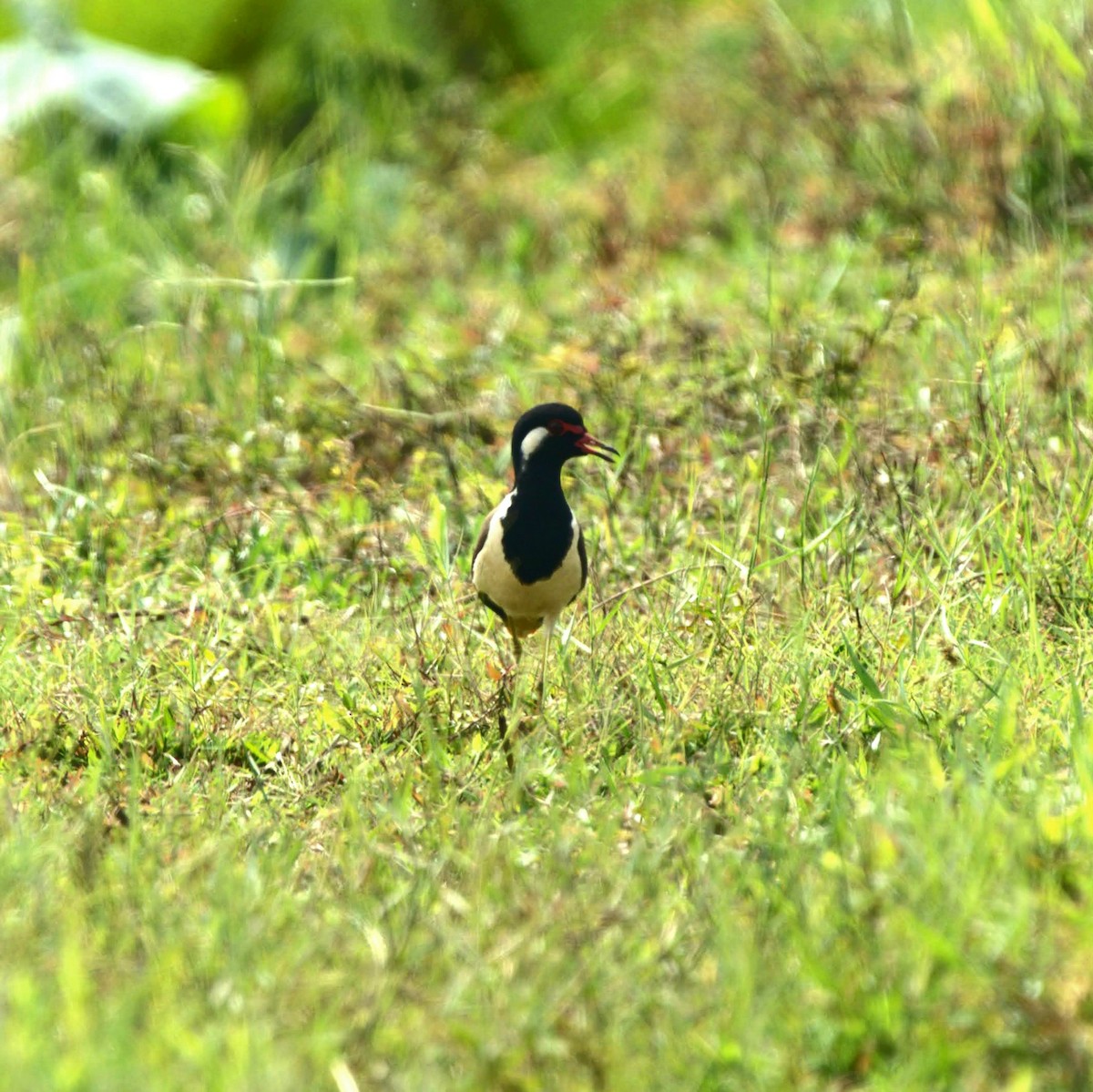 brillevipe - ML647345121