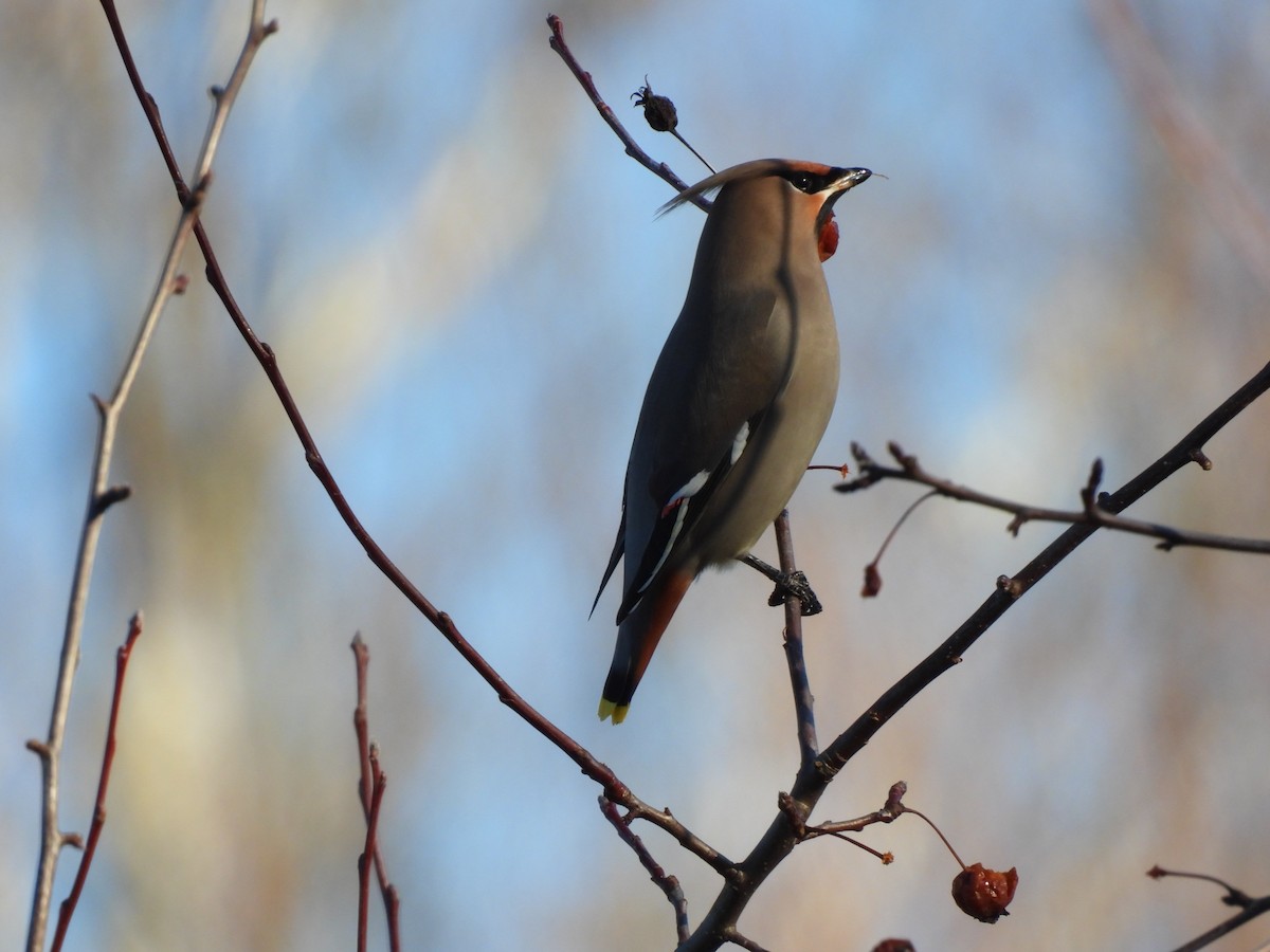 sidensvans - ML647345126