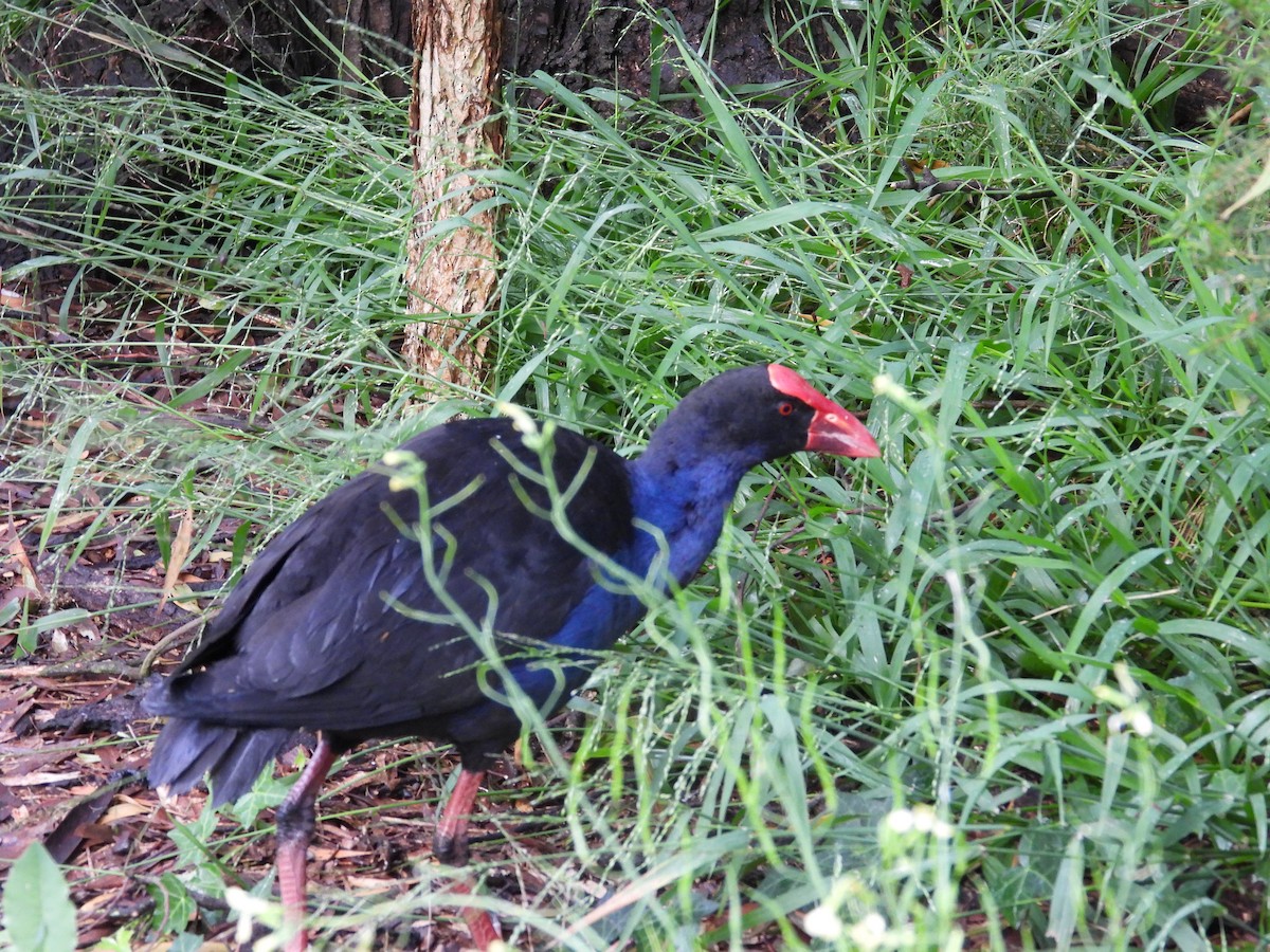 brunryggsultanhøne - ML647345127