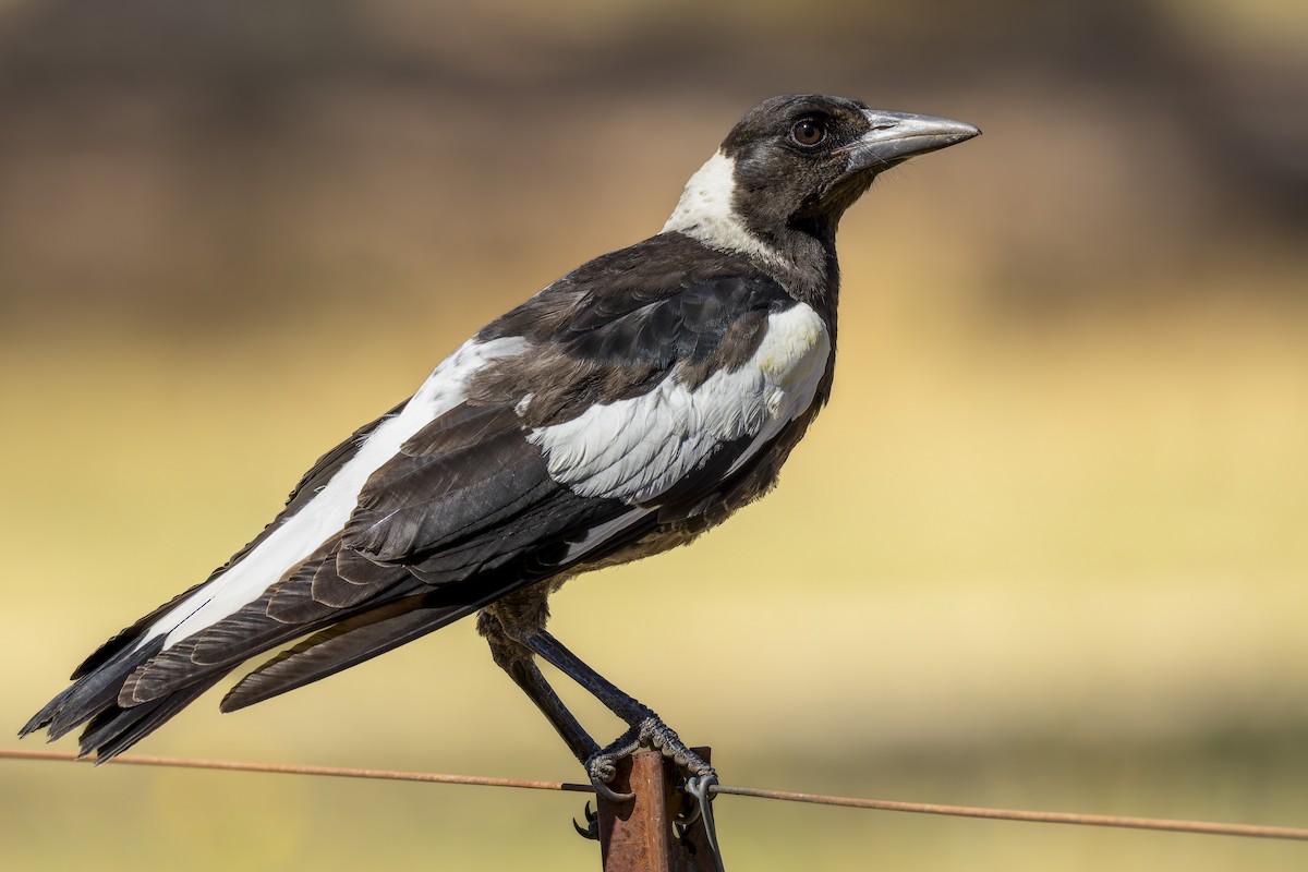 plystreskjære - ML647345128