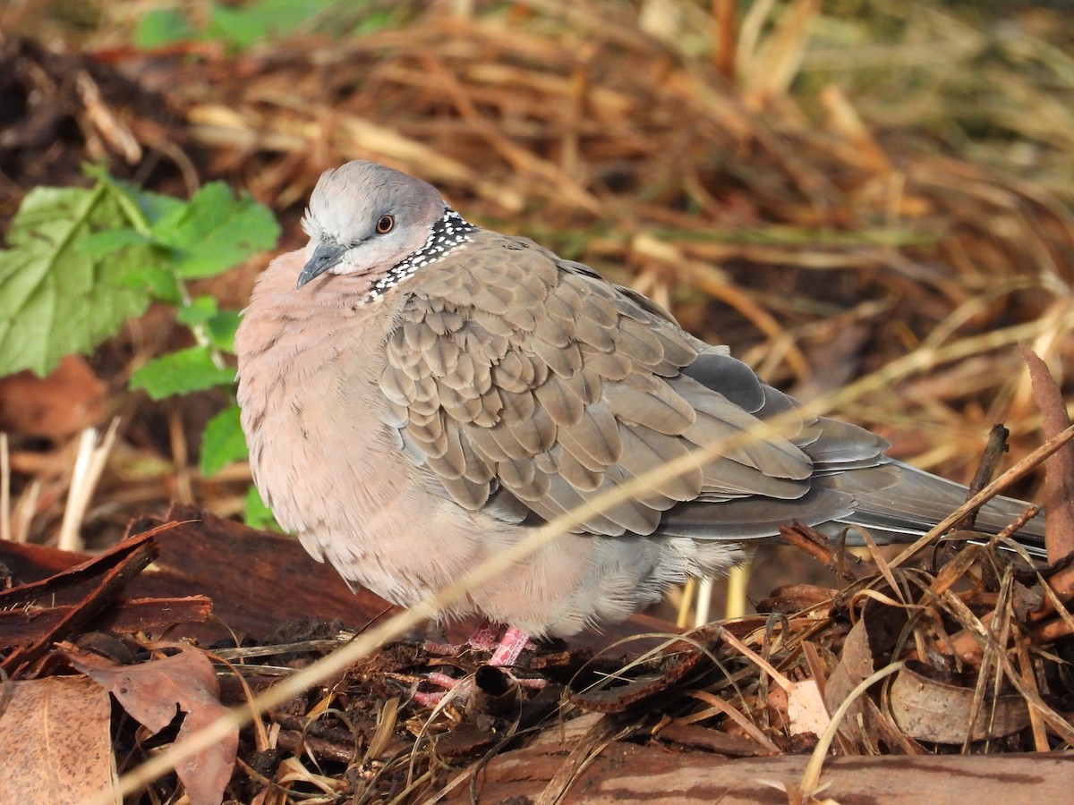 perlekragedue - ML647345129