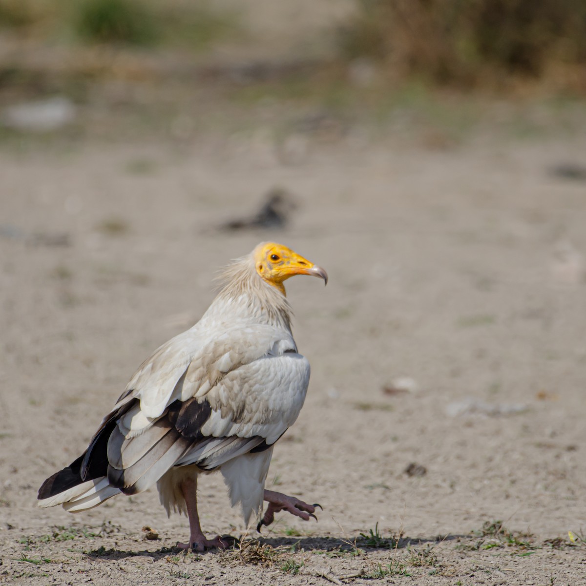 åtselgribb - ML647345132