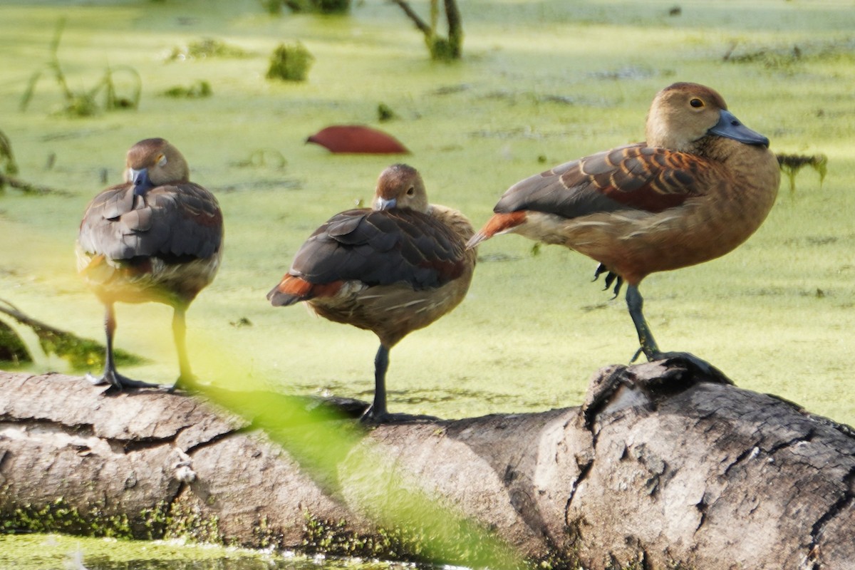 småplystreand - ML647345133