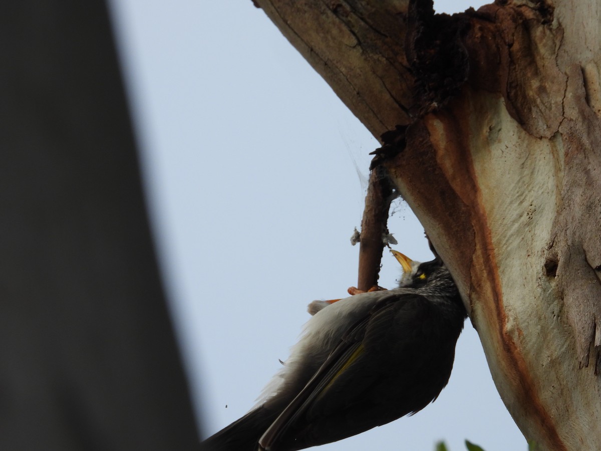 skravlehonningeter - ML647345134