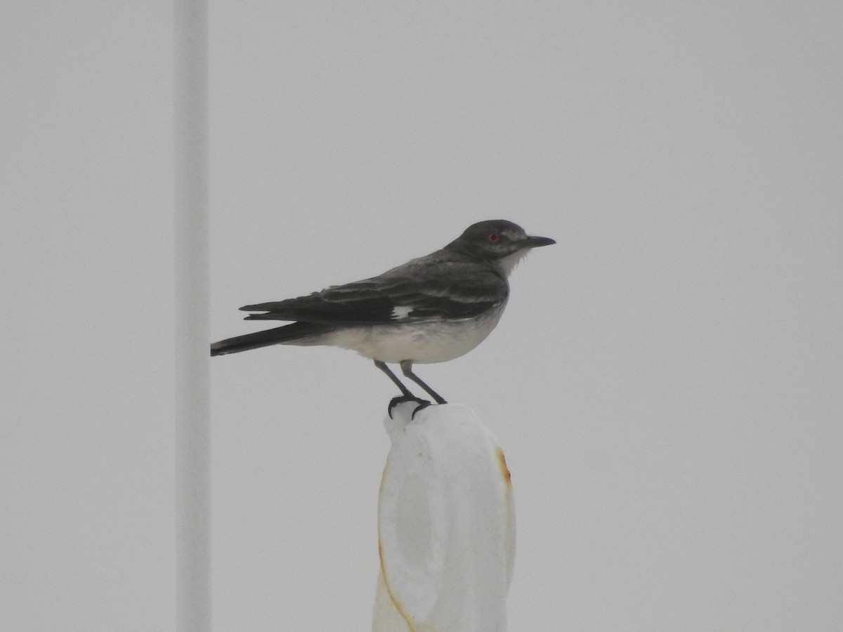 gråtyrann - ML647345137