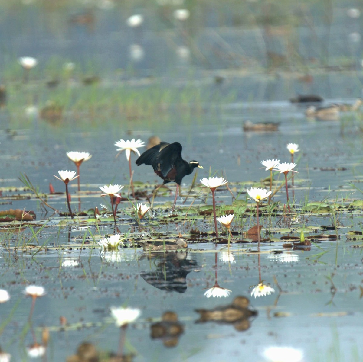 bronsebladhøne - ML647345140