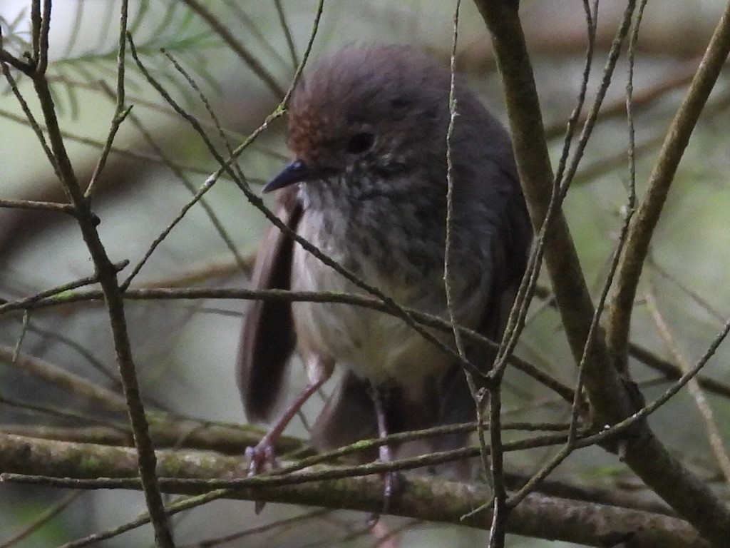 bruntornsmett - ML647345142