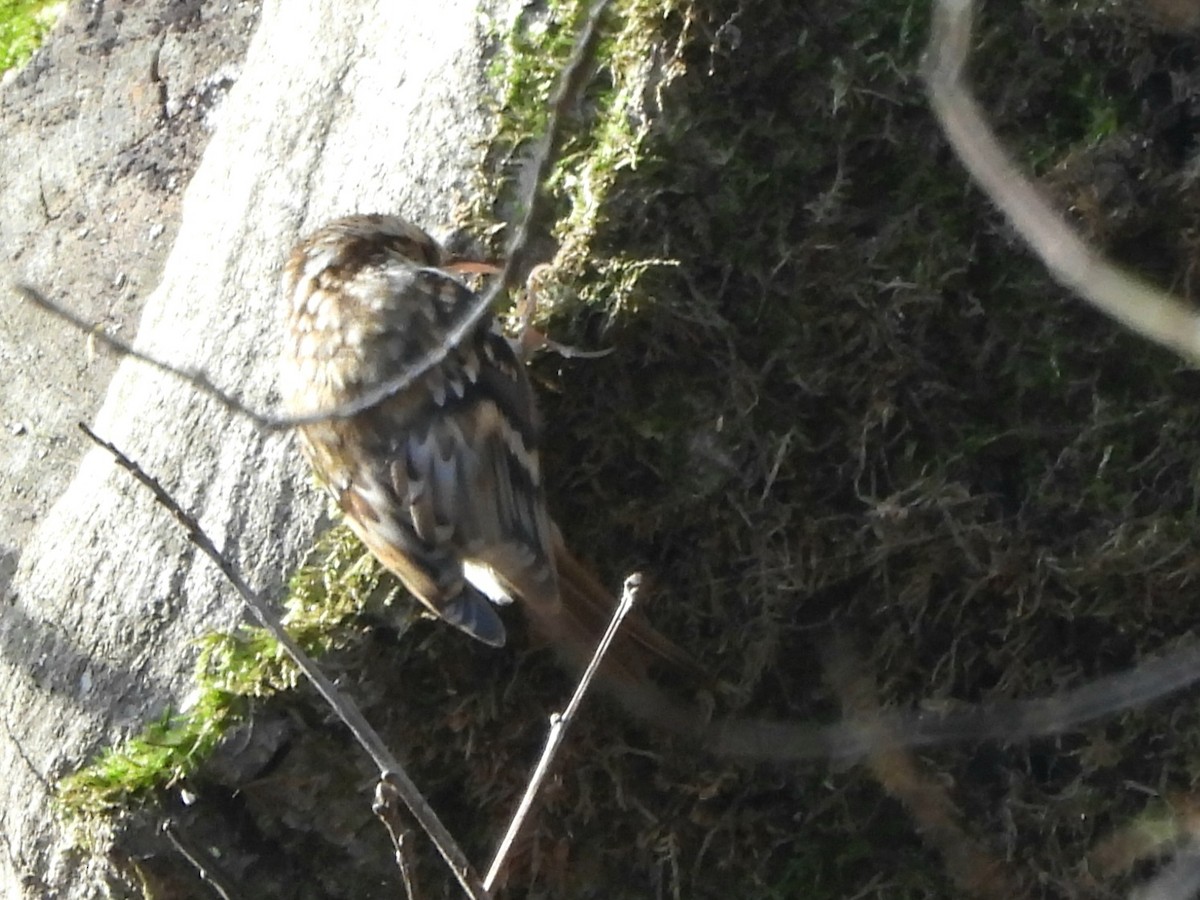 trekryper - ML647345143