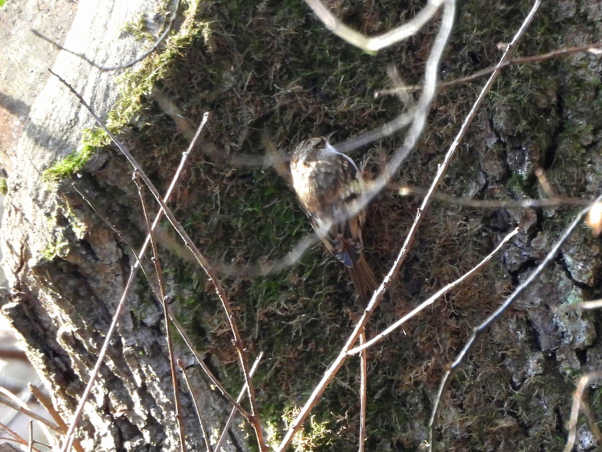 trekryper - ML647345144