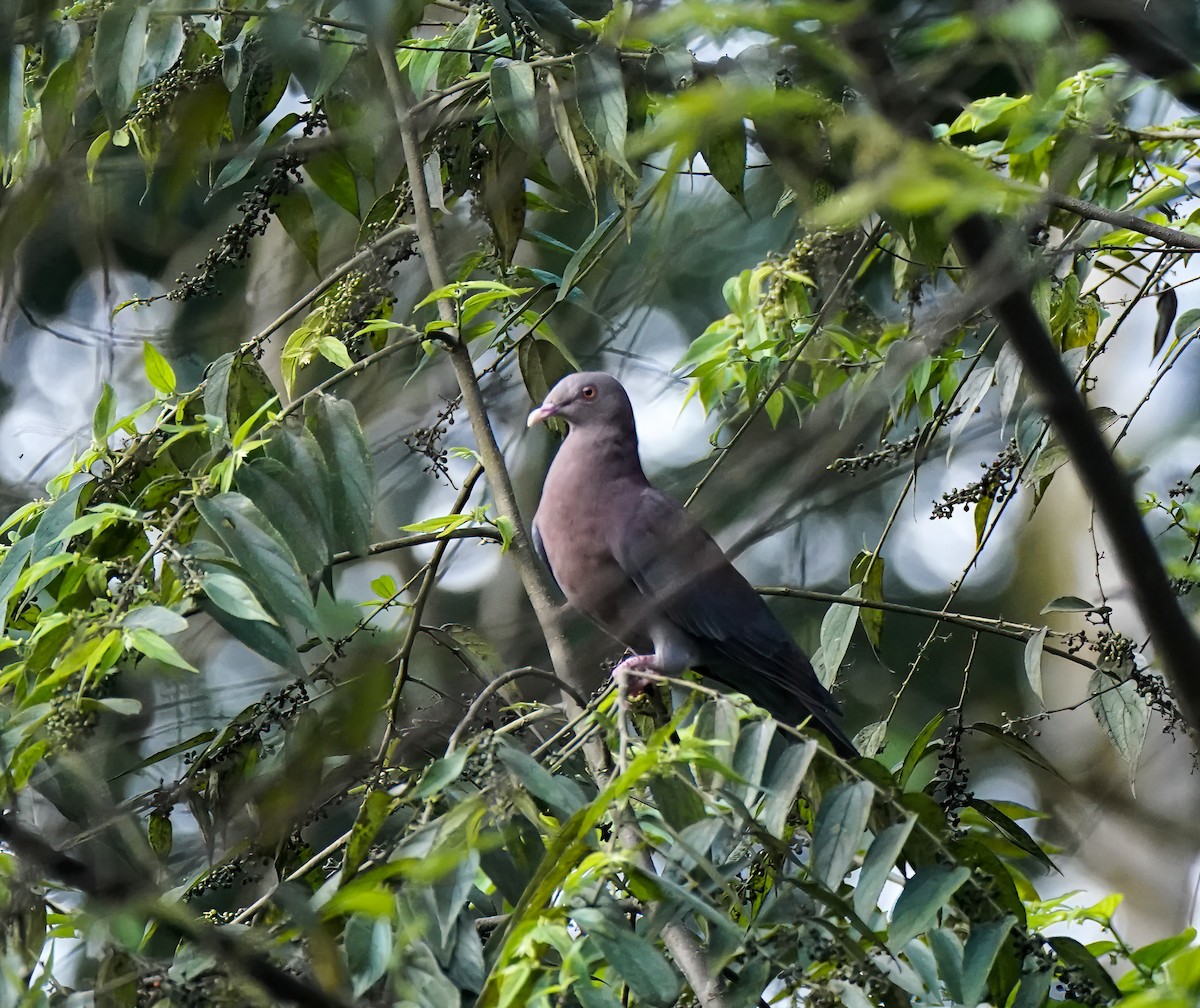 mayadue - ML647345147