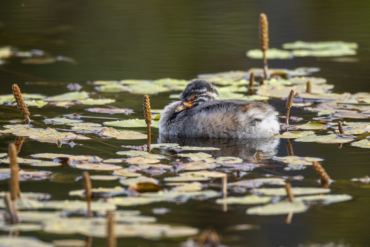 Australasian Grebe - ML647345152