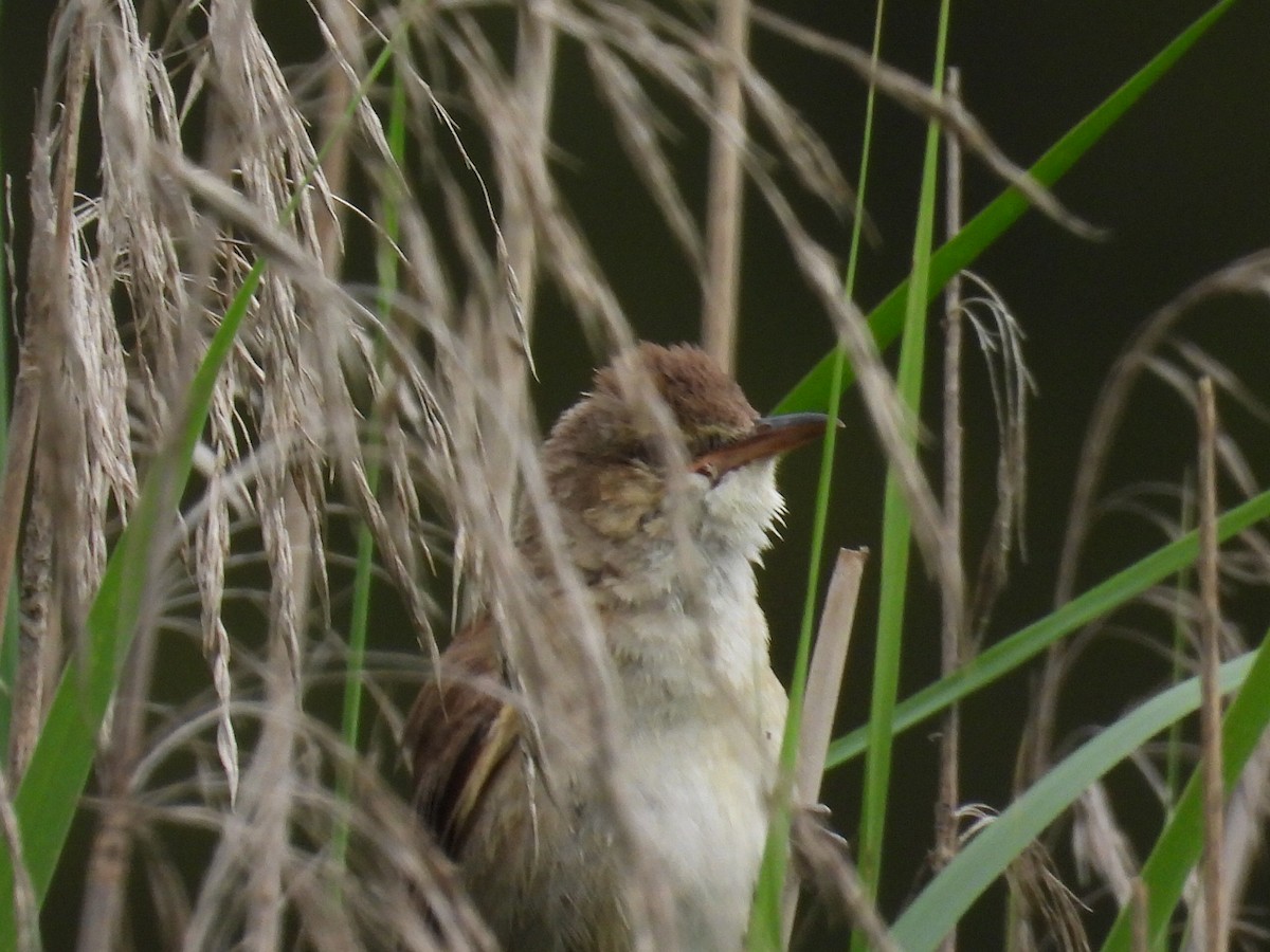 Australian Reed Warbler - ML647345153