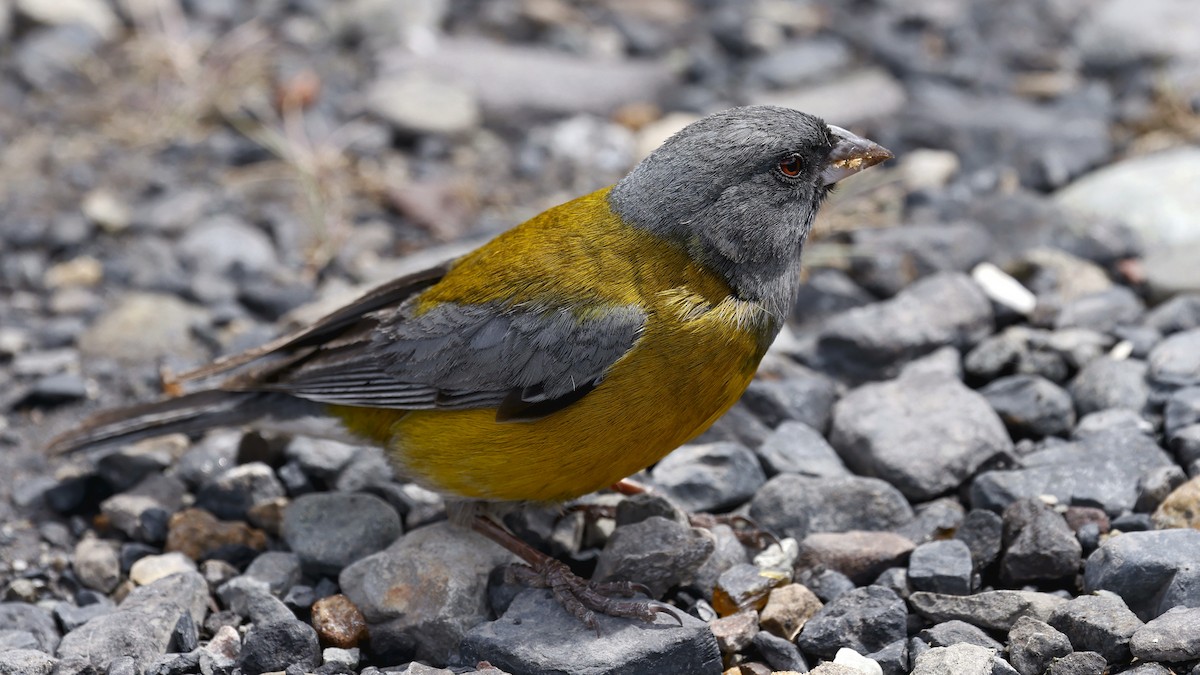 Gray-hooded Sierra Finch - ML647345179