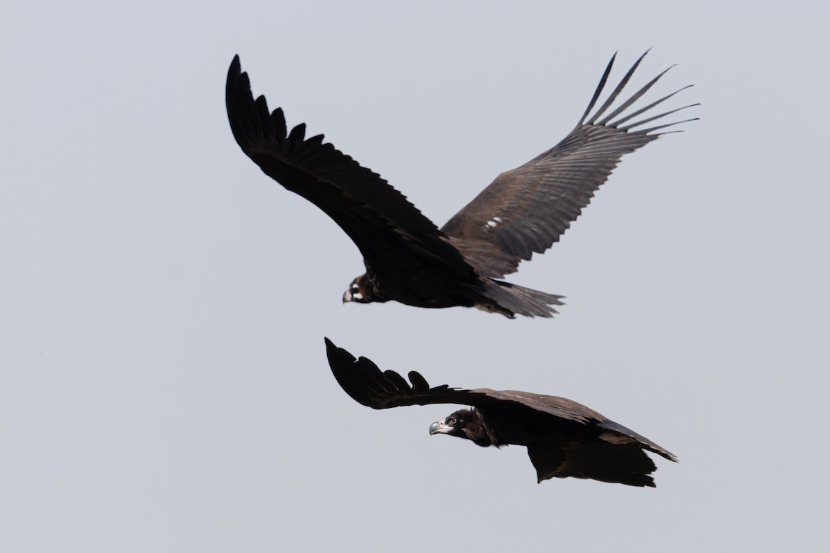 Buitre Negro - ML647345182